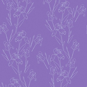  Line-drawn Irises ink-pen on purple
