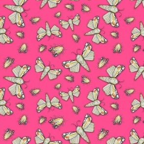 Picasso moths on fuchsia or magenta