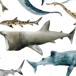 Large / Watercolor Sharks