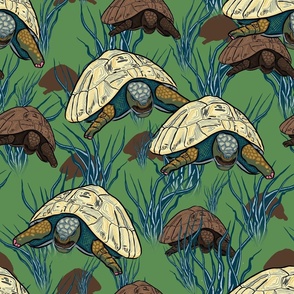 MM -Turtles among the Grass