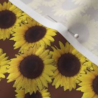 sunflowers in brown