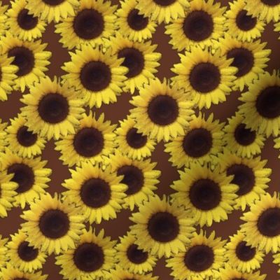 sunflowers in brown