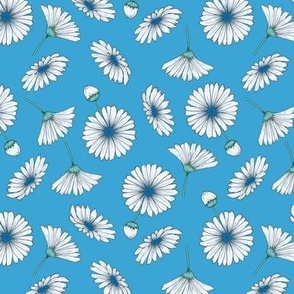 Med Almost White Osteospermum Daisies w Blue Centers on Blue