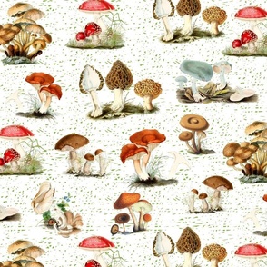 397. Colourful mushrooms