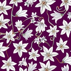 Star white flowers ditsy
