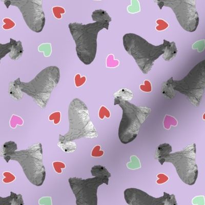 Tiny Cesky Terrier - Valentine hearts
