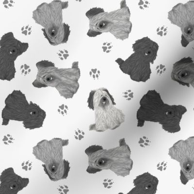 Tiny assorted Skye Terriers - gray