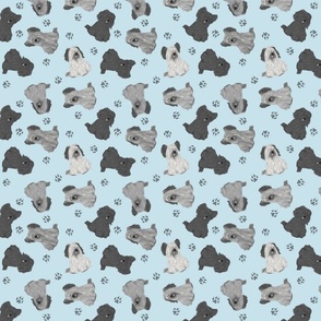 Tiny assorted Skye Terriers - blue