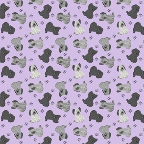 Tiny assorted Skye Terriers - purple