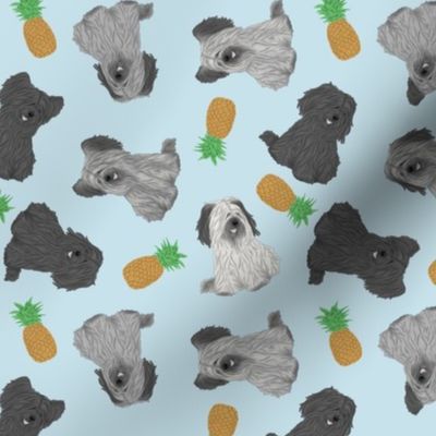 Tiny assorted Skye Terriers - pineapples