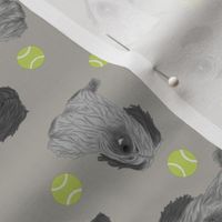 Tiny assorted Skye Terriers - tennis balls