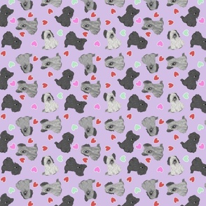 Tiny assorted Skye Terriers - Valentine hearts