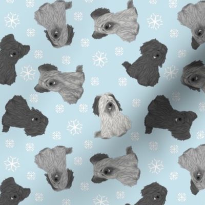 Tiny assorted Skye Terriers - winter snowflakes