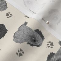 Tiny drop ear Skye Terriers - tan