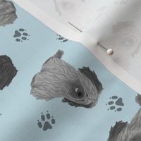 Tiny drop ear Skye Terriers - blue