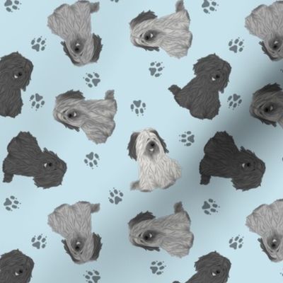 Tiny drop ear Skye Terriers - blue
