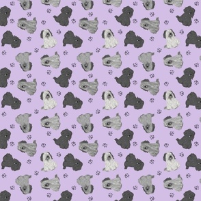 Tiny drop ear Skye Terriers - purple