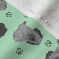 Tiny drop ear Skye Terriers - green