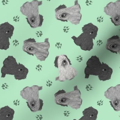 Tiny drop ear Skye Terriers - green