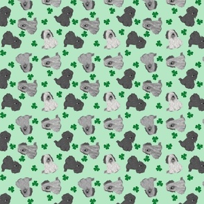 Tiny drop ear Skye Terriers - shamrocks