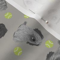 Tiny drop ear Skye Terriers - tennis balls