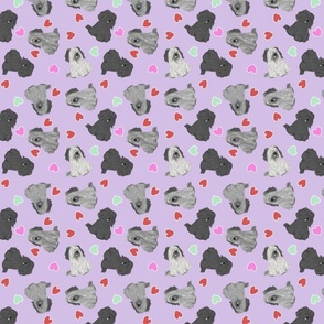 Tiny drop ear Skye Terriers - Valentine hearts