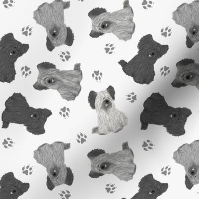 Tiny Skye Terriers - gray