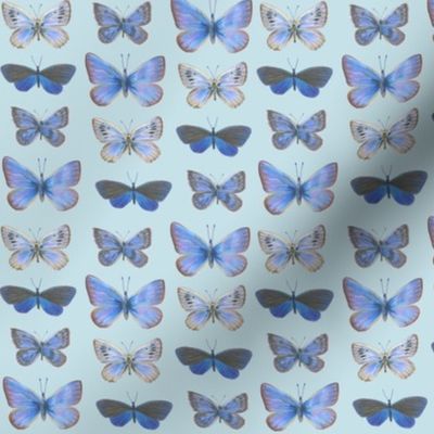 blue butterflies on blue