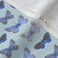 blue butterflies on blue