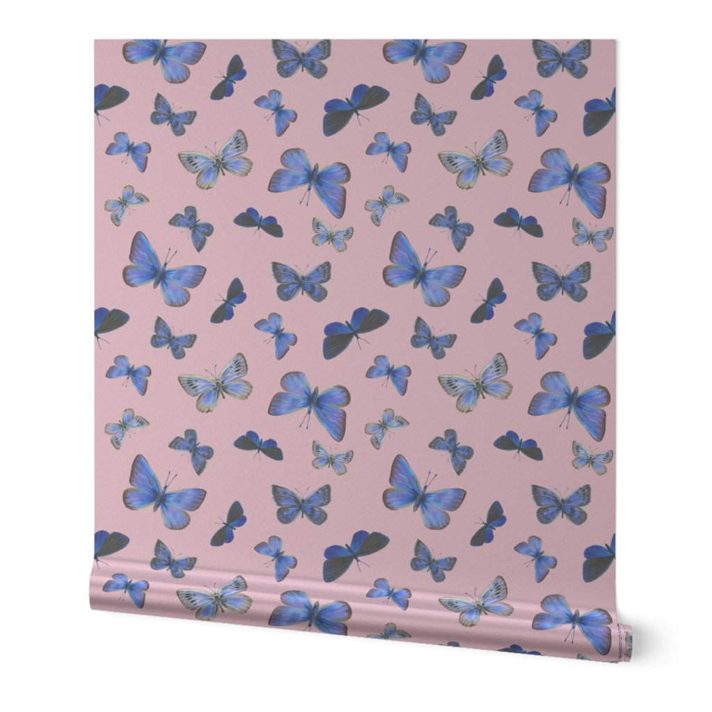 small blue butterflies on the wing, on sunrise pink