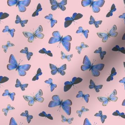 small blue butterflies on the wing, on sunrise pink