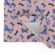 small blue butterflies on the wing, on sunrise pink