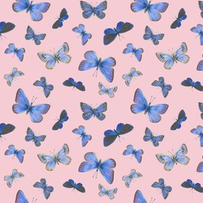 small blue butterflies on the wing, on sunrise pink