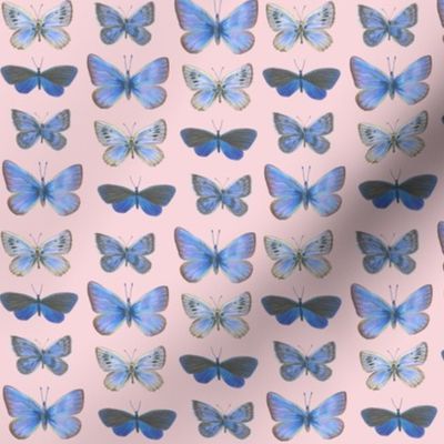 small blue butterflies on sunrise pink
