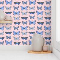 small blue butterflies on sunrise pink