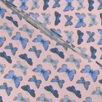 small blue butterflies on sunrise pink