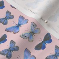 small blue butterflies on sunrise pink