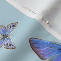 blue butterflies on the wing, on blue