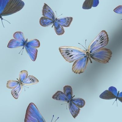 blue butterflies on the wing, on blue