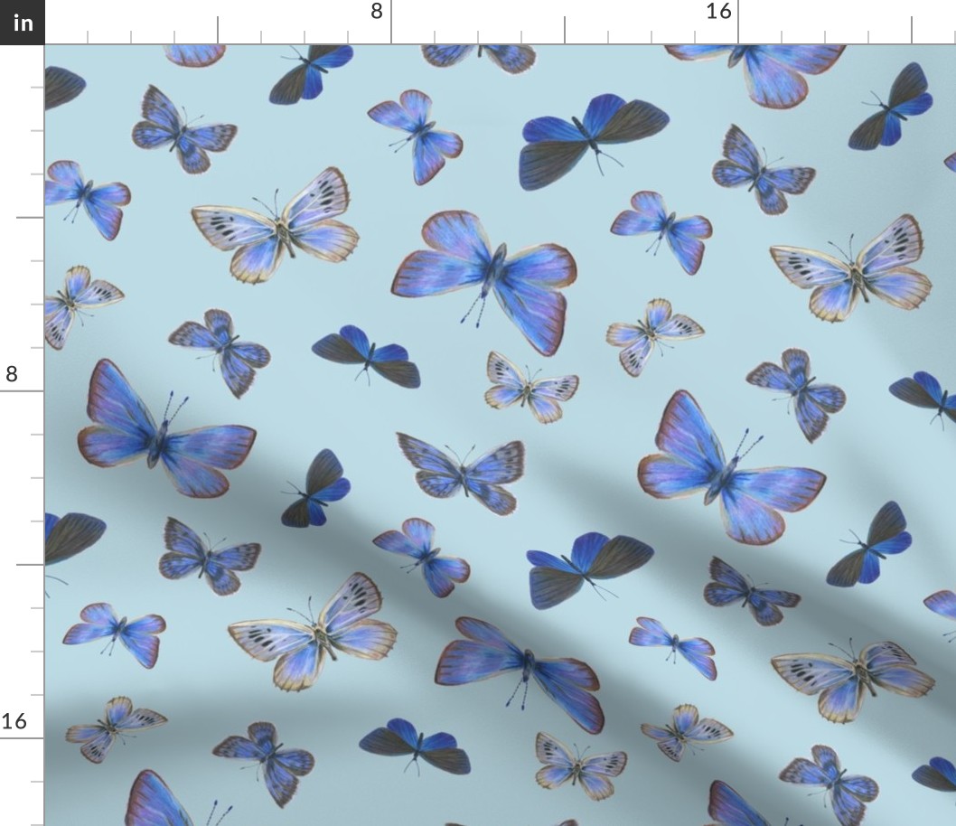 blue butterflies on the wing, on blue