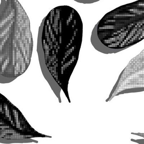Feathers in Black White and Gray