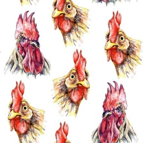 chickens, hen and rooster