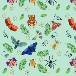 Tropical bug Collection