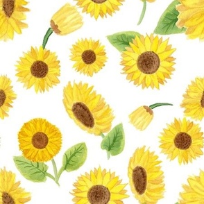 Sunflowers on White