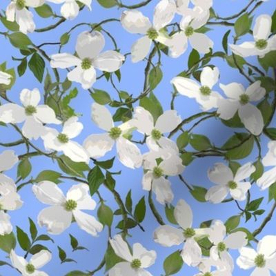 Dogwood Flowers Circles on Sky Blue 92b6fe -5748