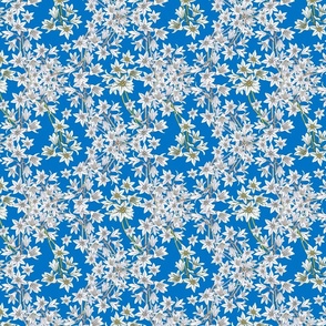 Star flower ogee blue and white