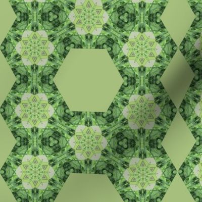 hexagon nettle geo