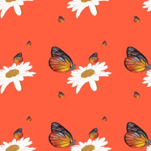 Butterflies and white daisies orange background 