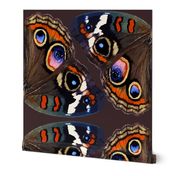 Buckeye Butterfly Wings