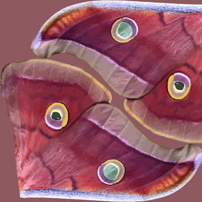 Polyphemus Moth Wings